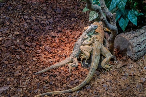 Two iguanas in a terrarium wide view