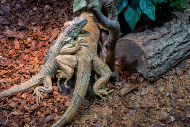 istock Two iguanas in a terrarium close-up 1181519094