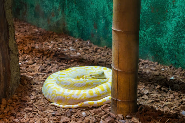 40+ Burmese Python Tree Stock Photos, Pictures & Royalty-Free Images ...