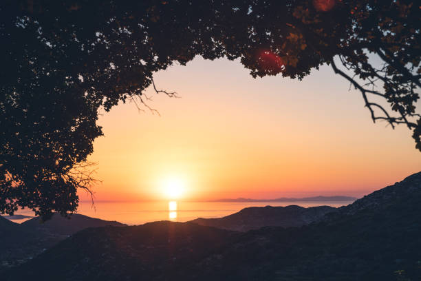 Tranquil sunrise at a tree in a mountain wilderness. Vercors, France. Shallow D.O.F.
