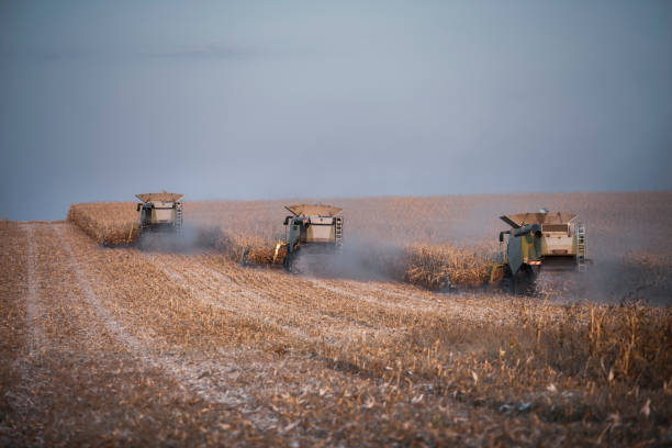 istock Group of three combines harvesting corn. 1181522701