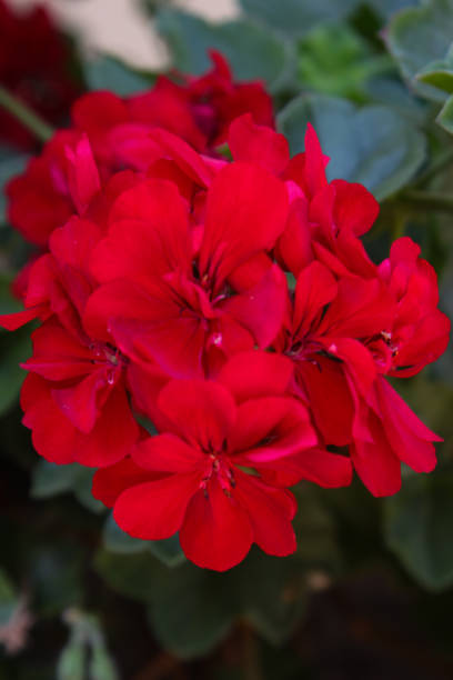 istock Geranium red flowers close up. Red geraniums against blurred background. 1181522961