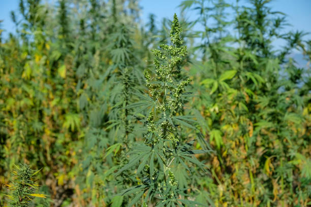 istock Cannabis hemp business industry 1181523078