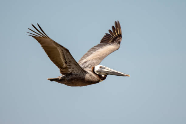 istock Pelican bird in flight over ocean under blue sky 1181523774