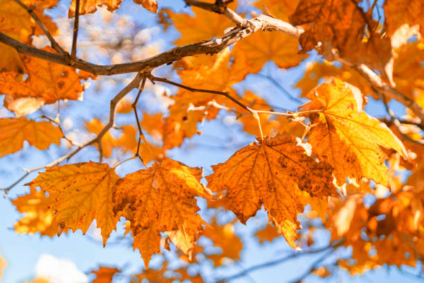istock Autumn Colors 1181524024