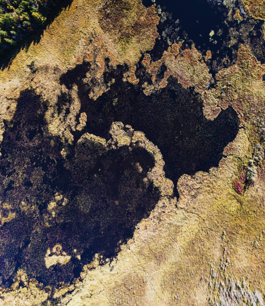 istock Wetlands in Autumn 1181525094