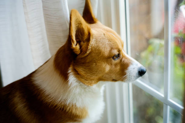 istock corgi dog animal 1181525184