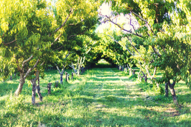 Lush green foliage in peach tree orchard between rows in Western Colorado