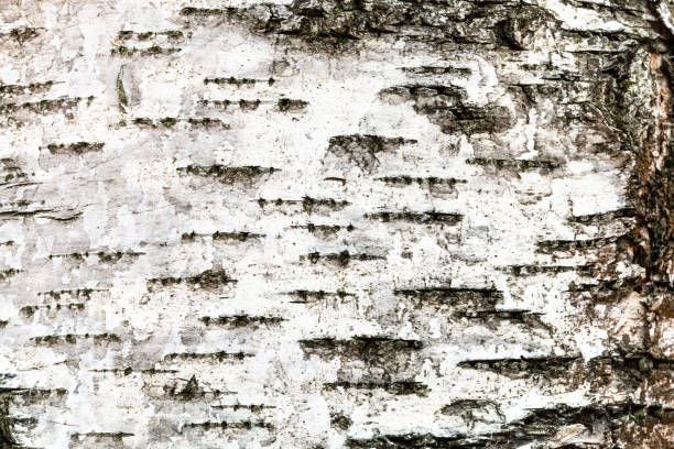 weiße rinde auf stamm von birken aus nächster nähe - birch tree tree downy birch white stock-fotos und bilder