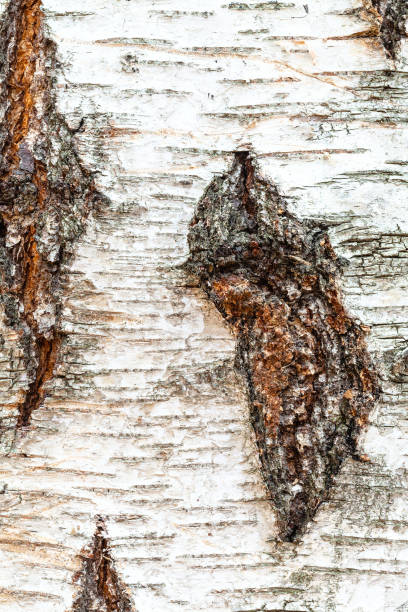 écorce noueux sur le tronc de l'arbre de bouleau près vers le haut - birch tree tree downy birch white photos et images de collection