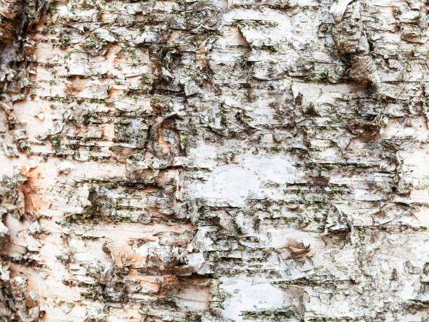 corteza natural en tronco maduro de abedul - birch tree tree downy birch white fotografías e imágenes de stock