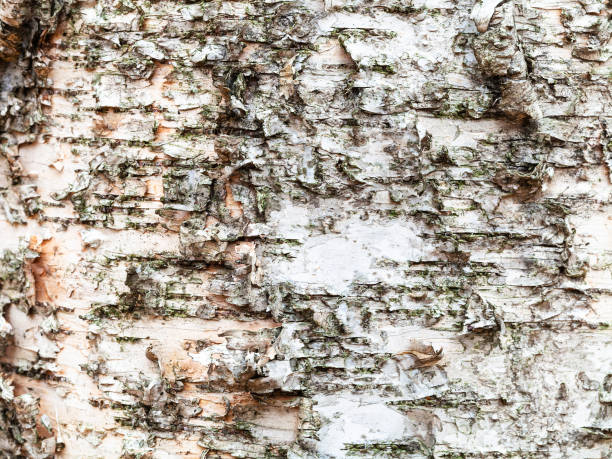 écorce naturelle sur le tronc mûr de l'arbre de bouleau - birch tree tree downy birch white photos et images de collection