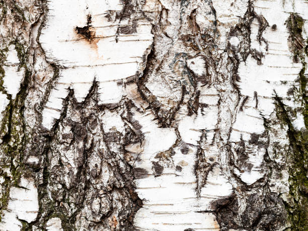 écorce ridée sur le tronc de l'arbre de bouleau près vers le haut - birch tree tree downy birch white photos et images de collection