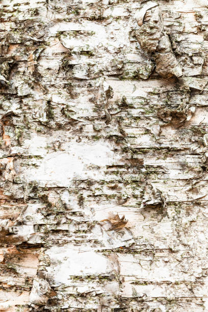 corteza desigual en tronco maduro de árbol de abedul de cerca - birch tree tree downy birch white fotografías e imágenes de stock