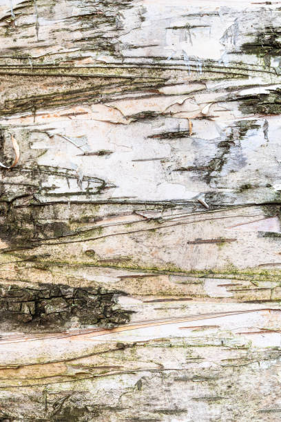écorce naturelle sur le tronc de l'arbre de bouleau près vers le haut - birch tree tree downy birch white photos et images de collection