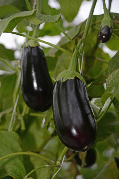 istock commercial egg plant production underway 1181530941