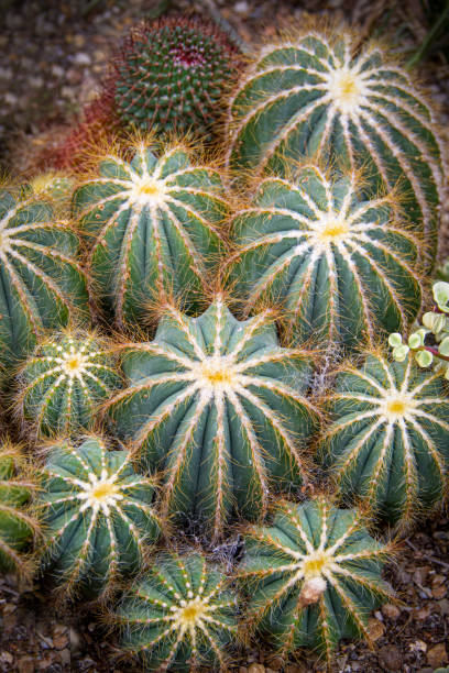 A Mammillaria Elongata Cristata, also known as Brain Cactus.