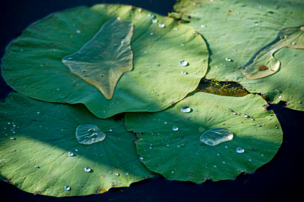 istock Water Lily Pads with Droplets 1181531988