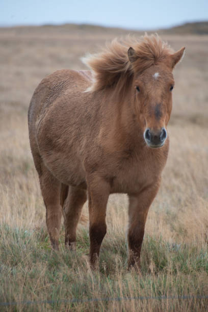 istock An Icelandic horse with its mane blowing in the wind 1181532892
