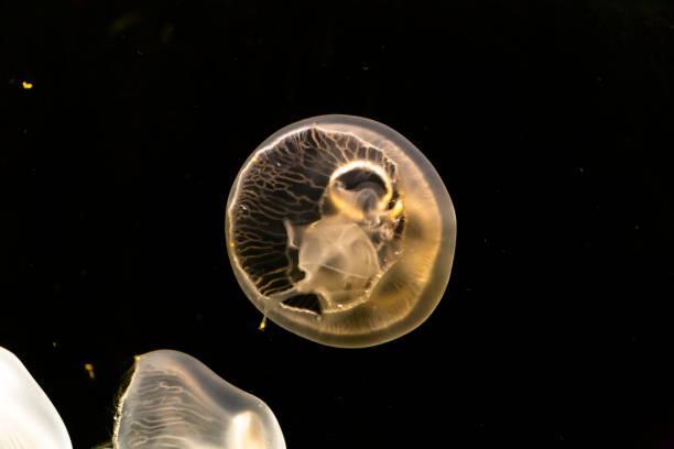 istock Jellyfish swim in the aquarium 1181533713
