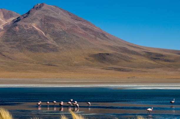 istock Flamingos, Laguna and mountain 1181533876