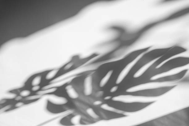 shadows monstera leaf on concrete textured wall surface background. White and Black tone shadows monstera leaf on concrete textured wall surface background. White and Black tone frond stock pictures, royalty-free photos & images