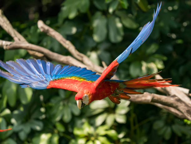 istock Colourful parrot bird flying 1181534720