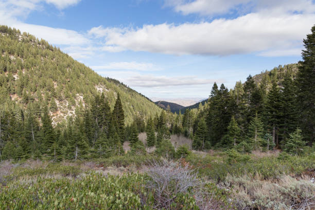 istock Views of Galena Forest 1181537284