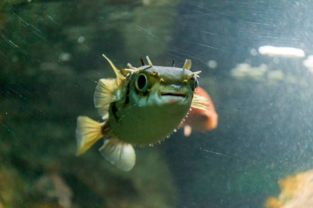 istock Porcupine pufferfish on the aquarium 1181538676