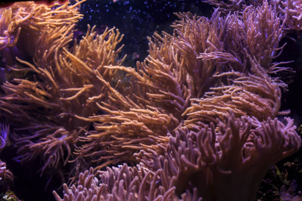 istock Marine ecosystem background on a coral reef 1181539231
