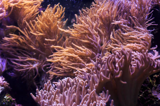istock Marine ecosystem background on a coral reef 1181539260