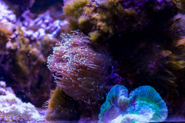 istock Beautiful Spiny Sea Dragon underwater 1181539307