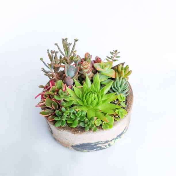 istock Succulent terrarium in a concrete cylindrical pot 1181540329