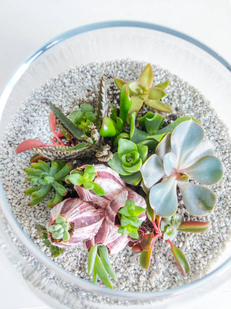istock Succulent terrarium in a glass terrarium 1181540338