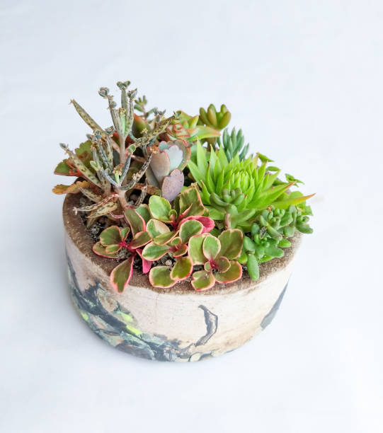 istock Succulent terrarium in a concrete cylindrical pot 1181540365