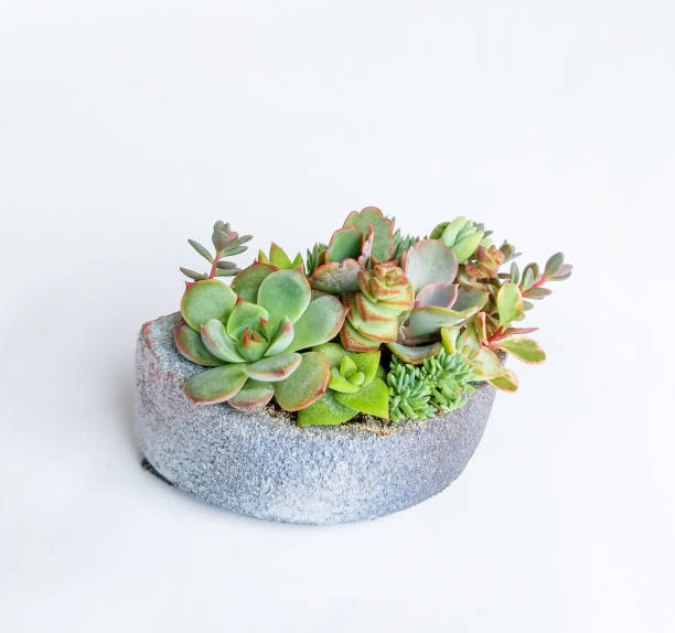 istock Succulent terrarium in a concrete pot 1181540373