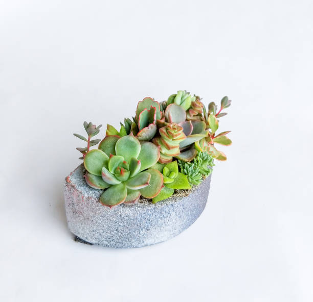 istock Succulent terrarium in concrete pot 1181540394