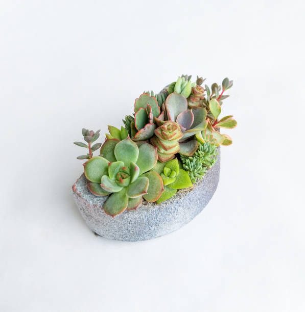 istock Succulent terrarium in a concrete pot 1181540412