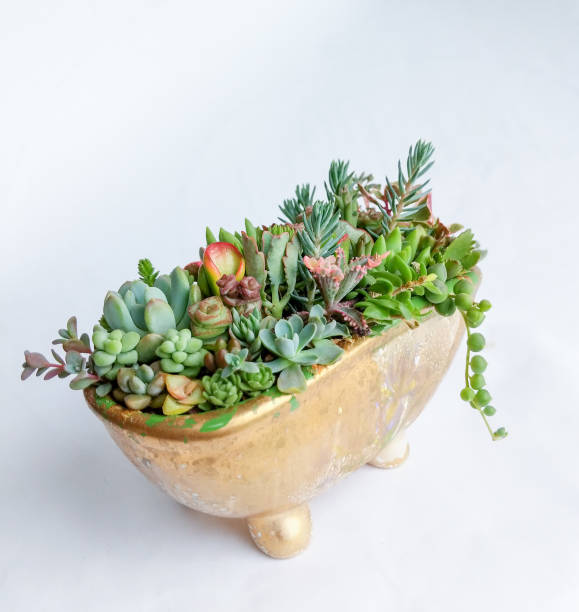 istock Succulent terrarium in a ceramic toy bath 1181540427