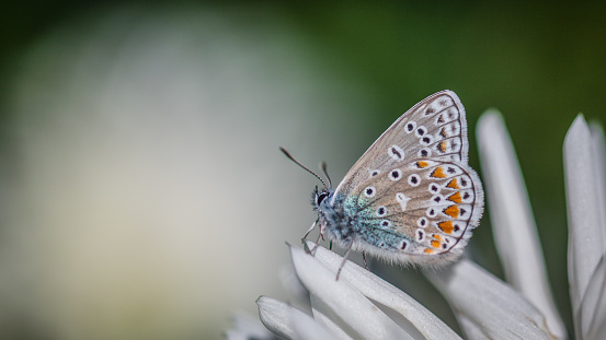 a blue argus butterfly on a dahlia.