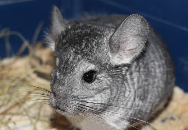 istock gray cute fluffy chinchilla charming pet rodent in a cage 1181540574