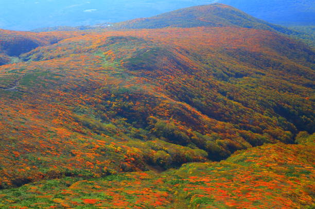 istock Mountain of autumn leaves 1181542479