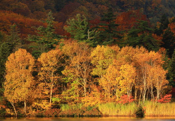 istock Hachimantai of colored leaves 1181542545