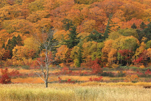 istock Hachimantai of colored leaves 1181542560