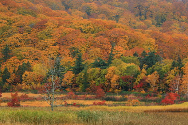 istock Hachimantai of colored leaves 1181542586