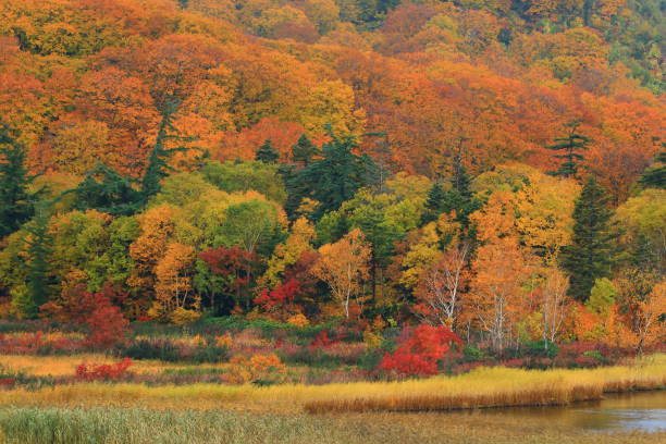 istock Hachimantai of colored leaves 1181542599