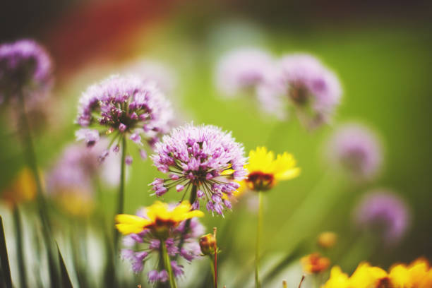 Ornamental garlic plant in bloom