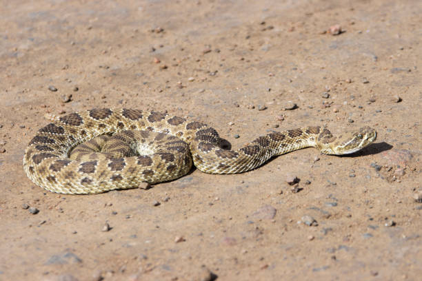 istock Rattle Snake in Waterton Canyon 1181546500