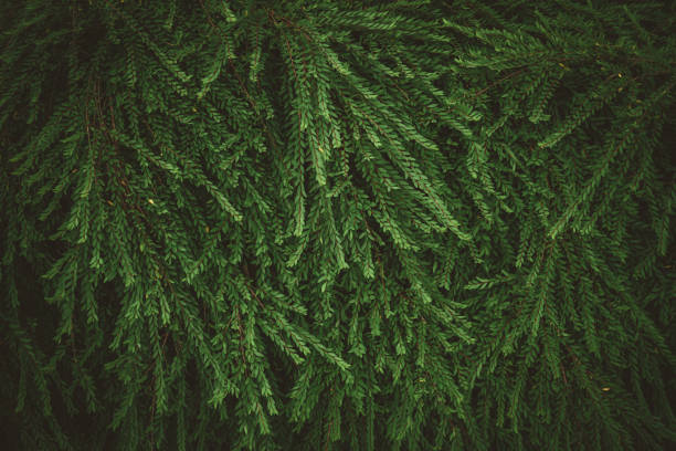 istock Close up tropical nature green leaf texture abstract background. 1181547100