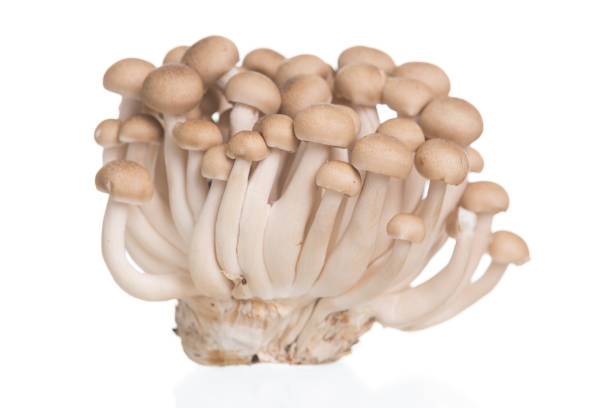 istock Brown beech mushrooms or Shimeji mushroom on white background 1181548420